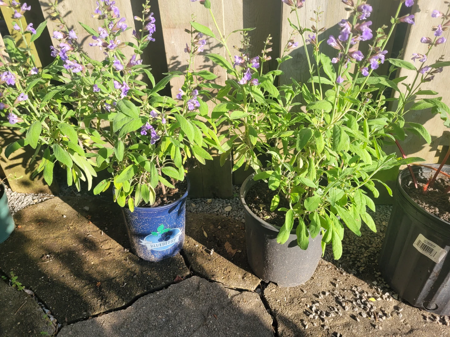 Salvia  (Common Sage) Plant