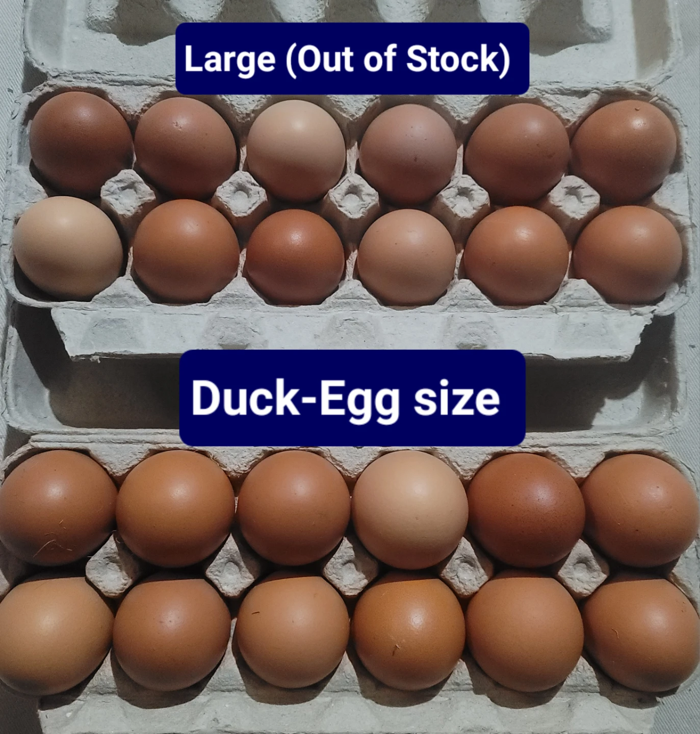 Duck-egg size. You won't find this size at supermarkets