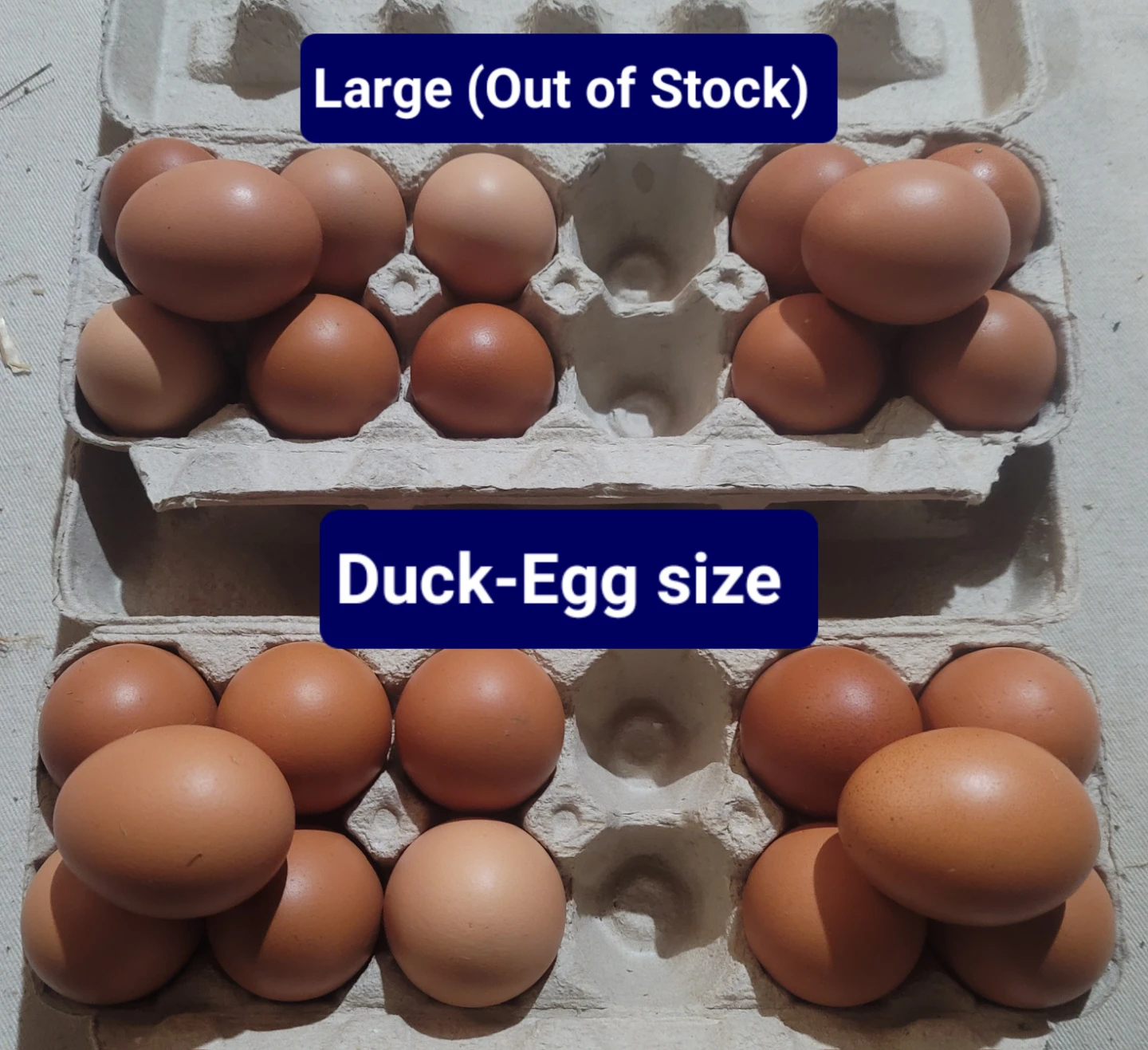 Duck-egg size. You won't find this size at supermarkets - photo 2