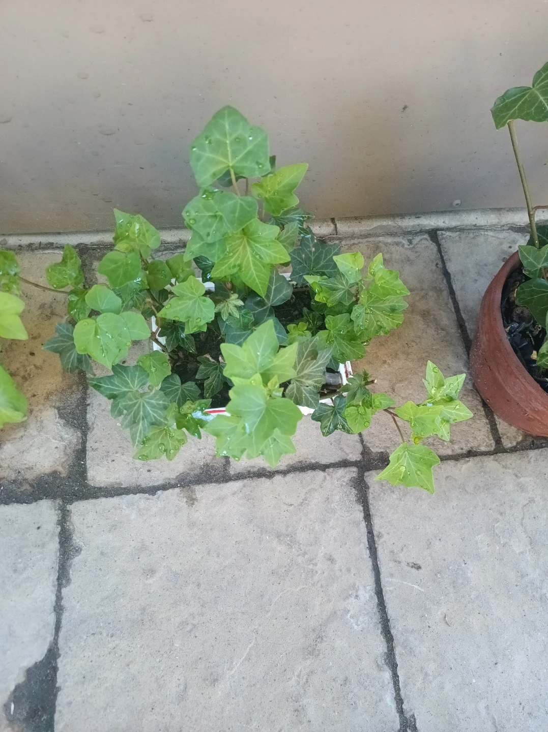 Inglis ivy