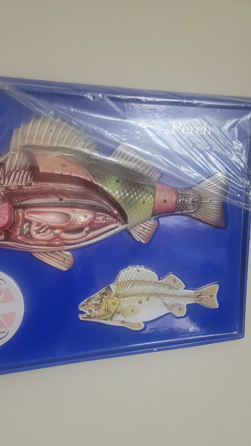 Scientific Perch 3D Fish Anatomy  Shows the typical bony .... - photo 5