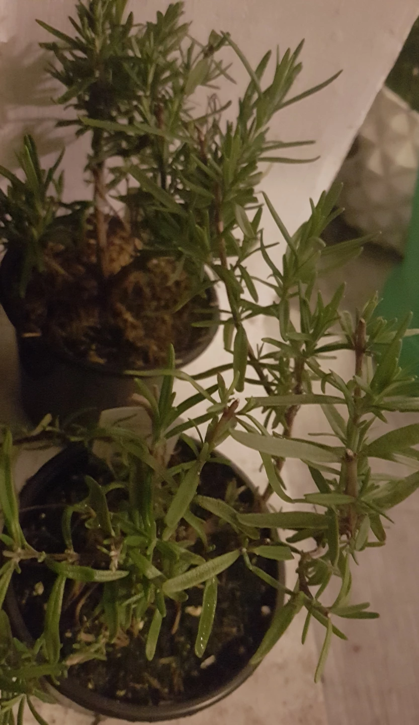 Rosemary plants