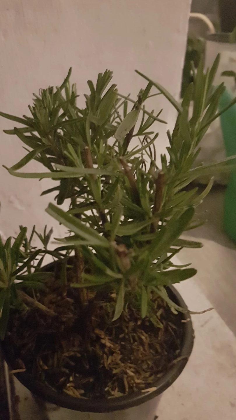 Rosemary plants - photo 2