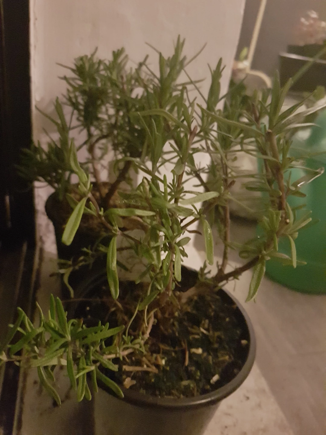 Rosemary plants - photo 5