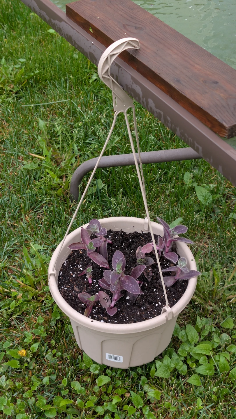 Tradescantia pots and hanging baskets for sale! 🌟 - photo 4