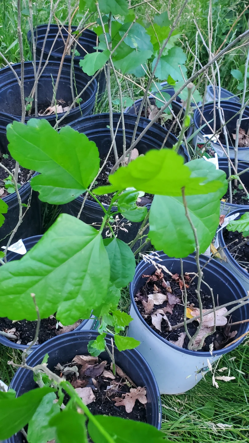 Assorted Rose of Sharon Potted Plant Starters