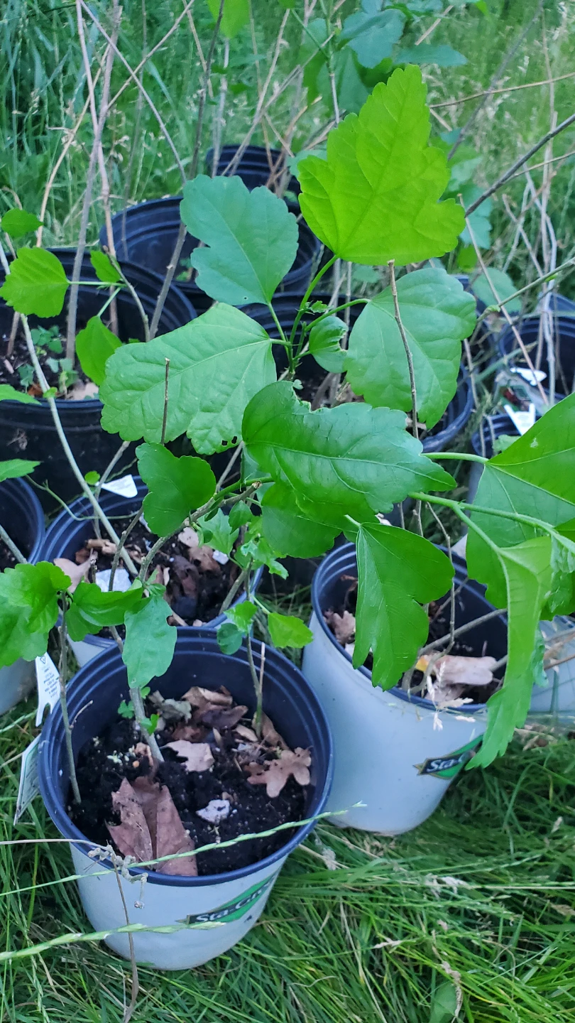 Assorted Rose of Sharon Potted Plant Starters - photo 2