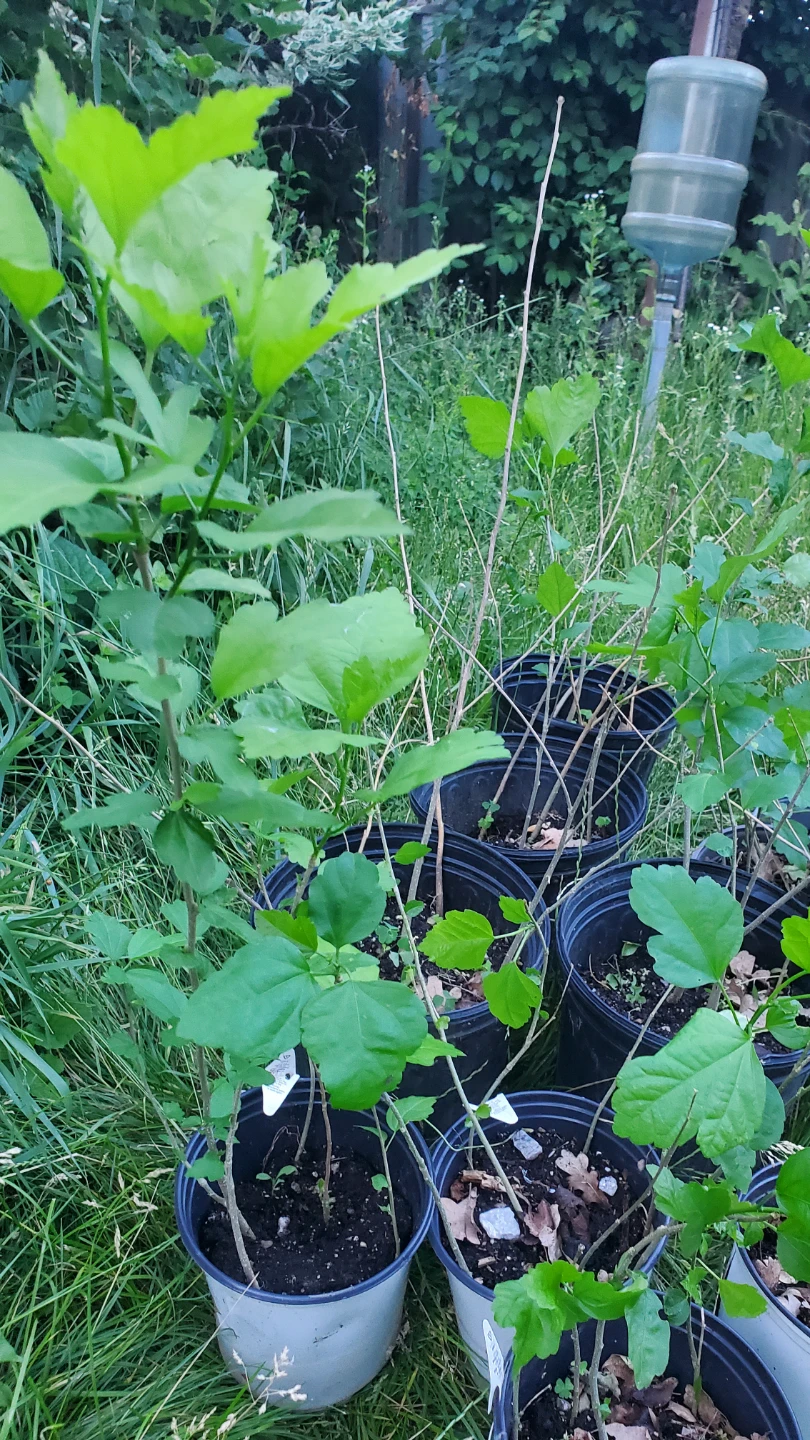 Assorted Rose of Sharon Potted Plant Starters - photo 3