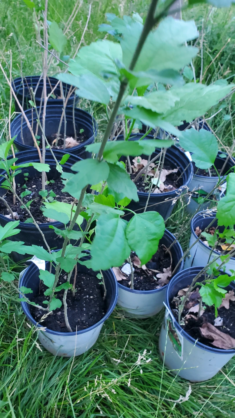 Assorted Rose of Sharon Potted Plant Starters - photo 4