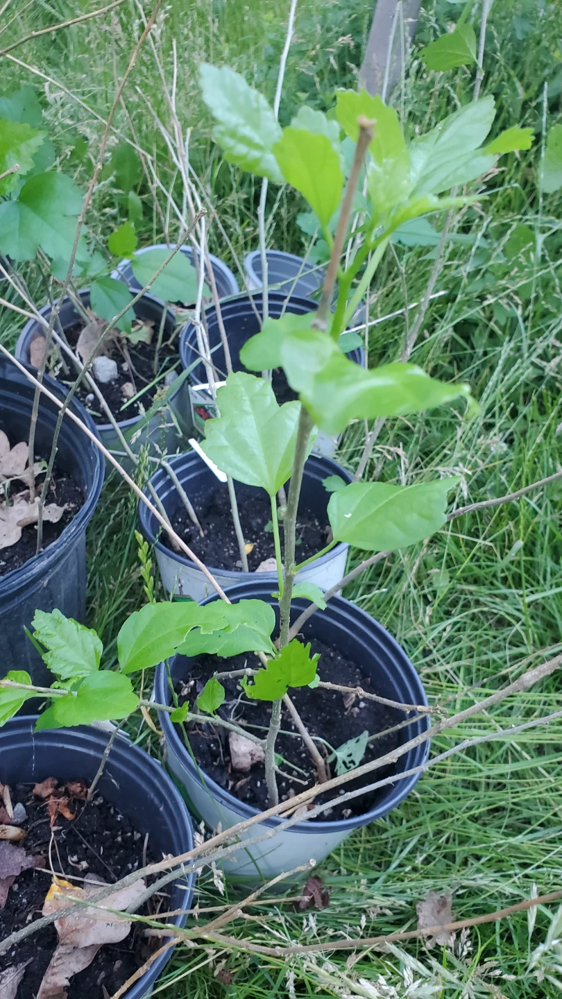 Assorted Rose of Sharon Potted Plant Starters - photo 5