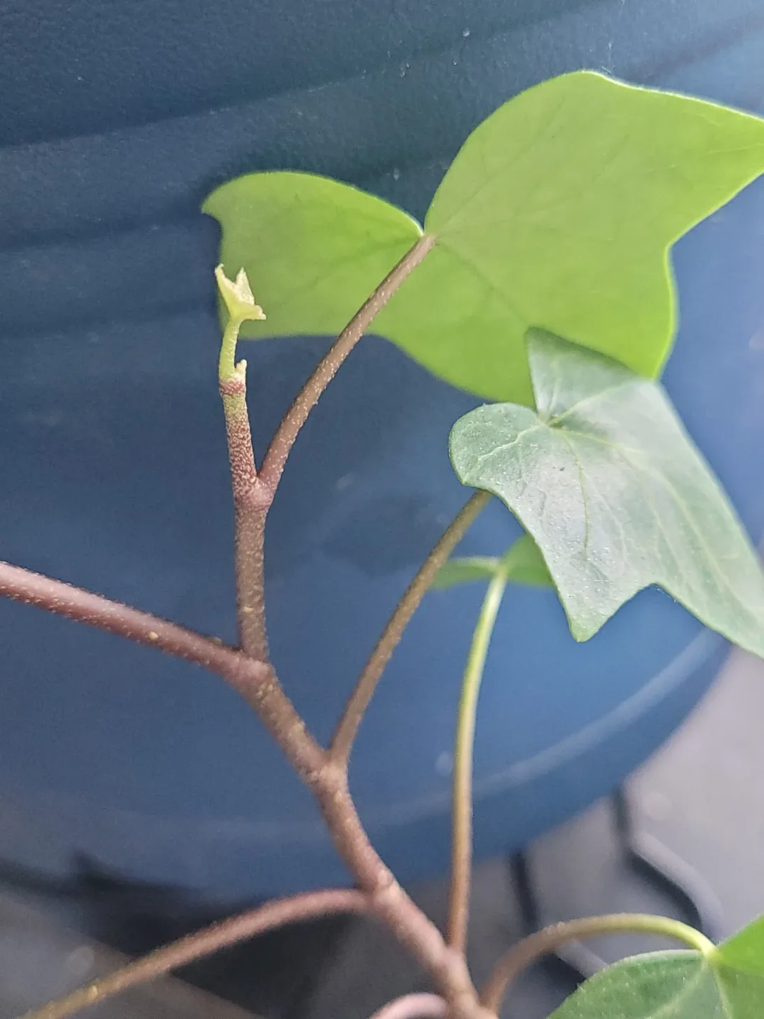 Multi plant