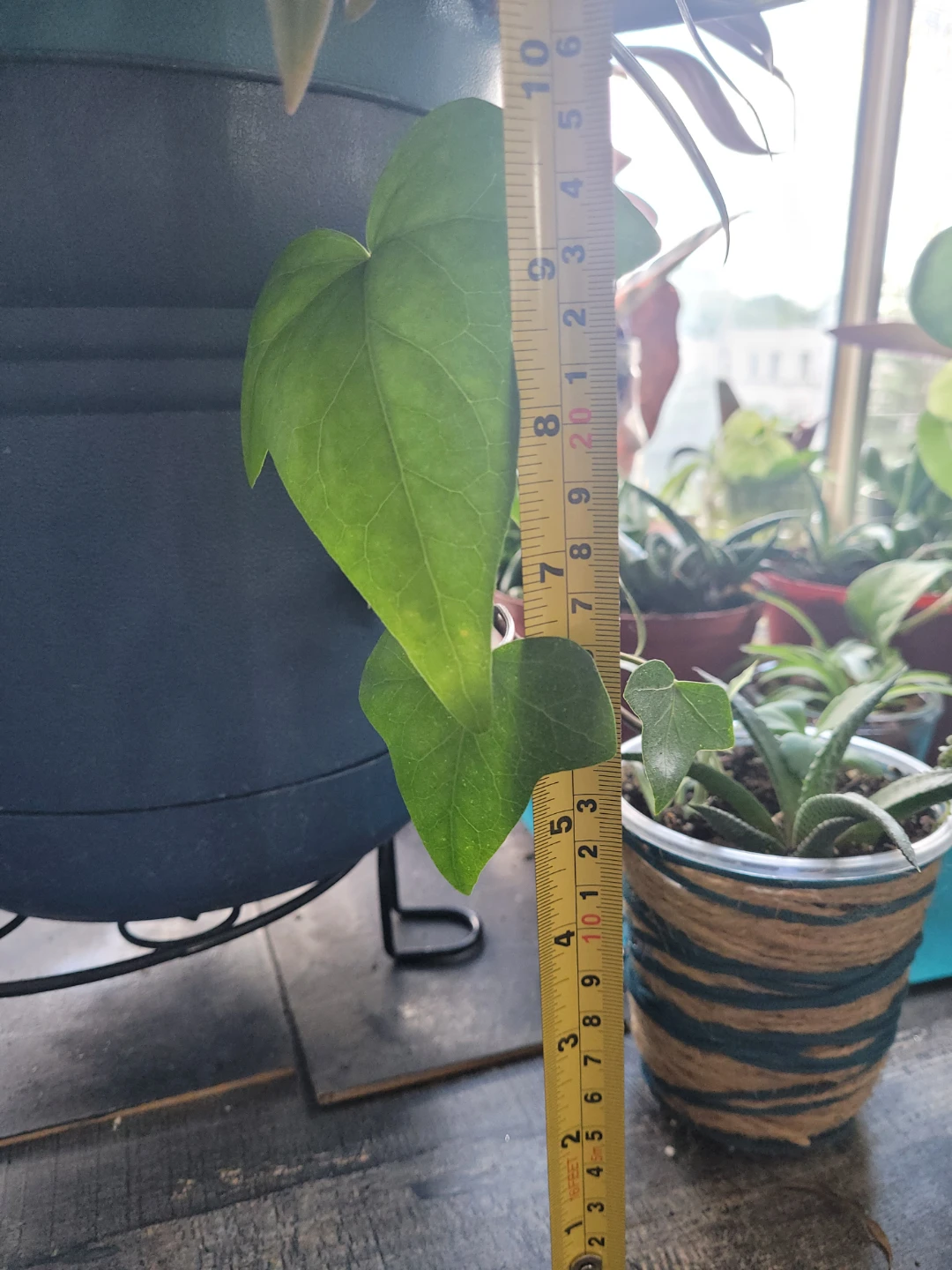 Multi plant - photo 3