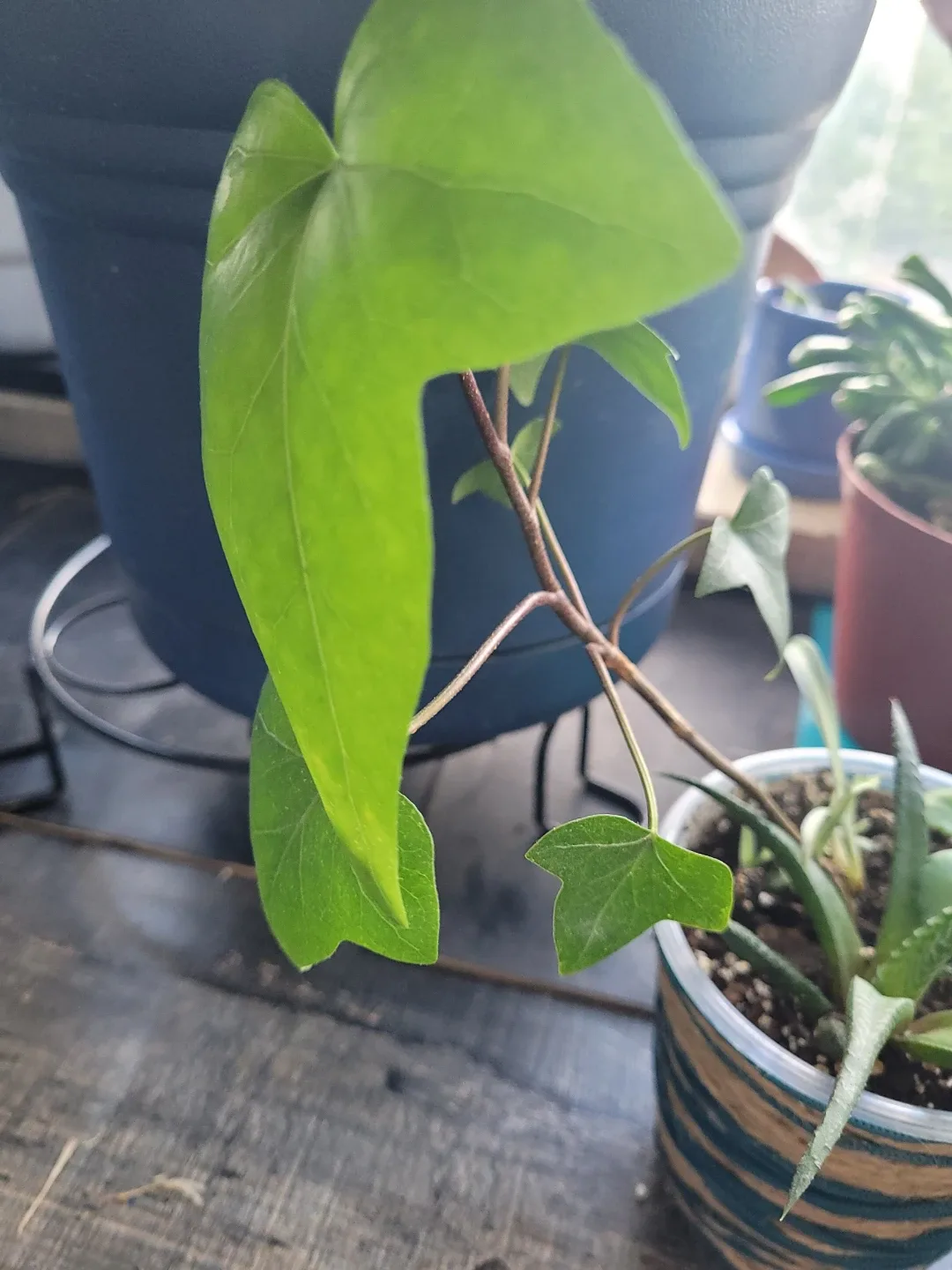 Multi plant - photo 4
