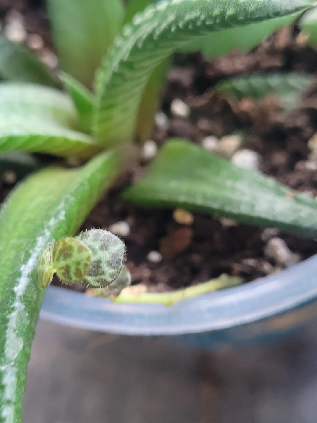 Multi plant - photo 5