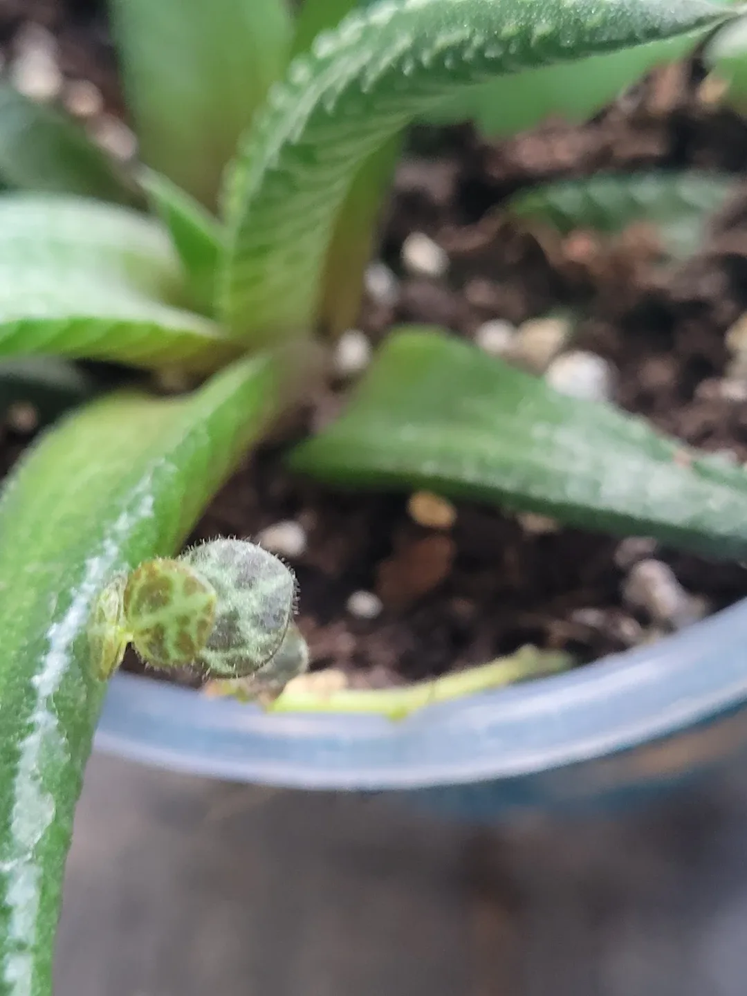 Multi plant - photo 5