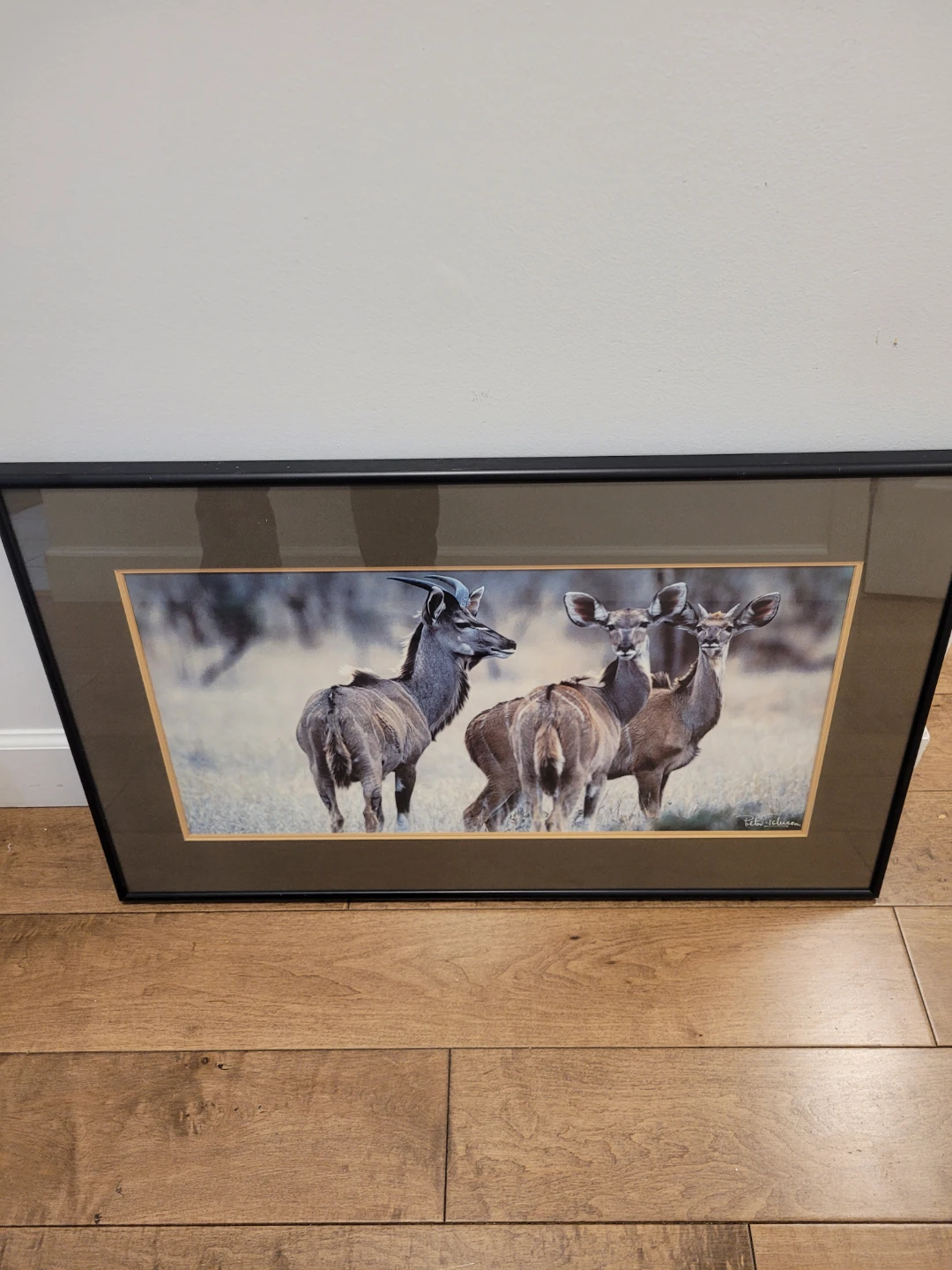 Framed Wildlife Art Print of Kudu