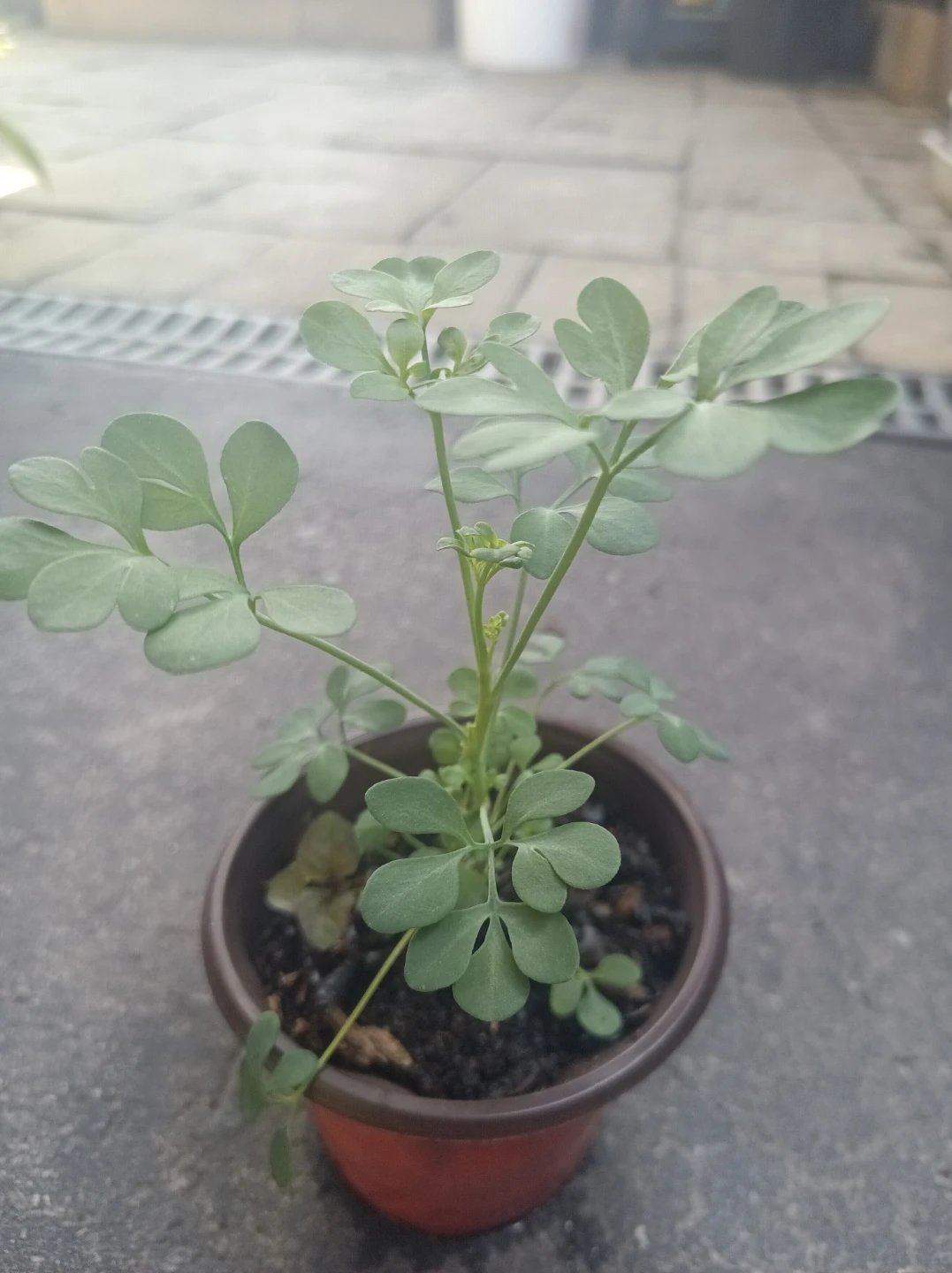 Ruta Graveolens (Rue) Plant Starts