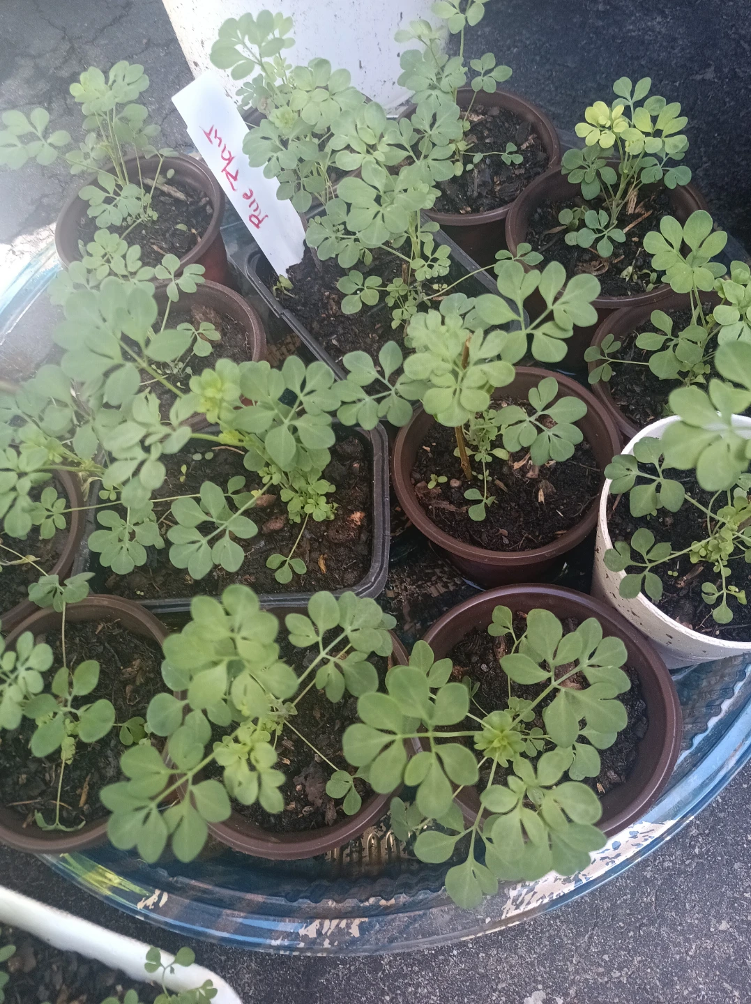 Ruta Graveolens (Rue) Plant Starts - photo 2