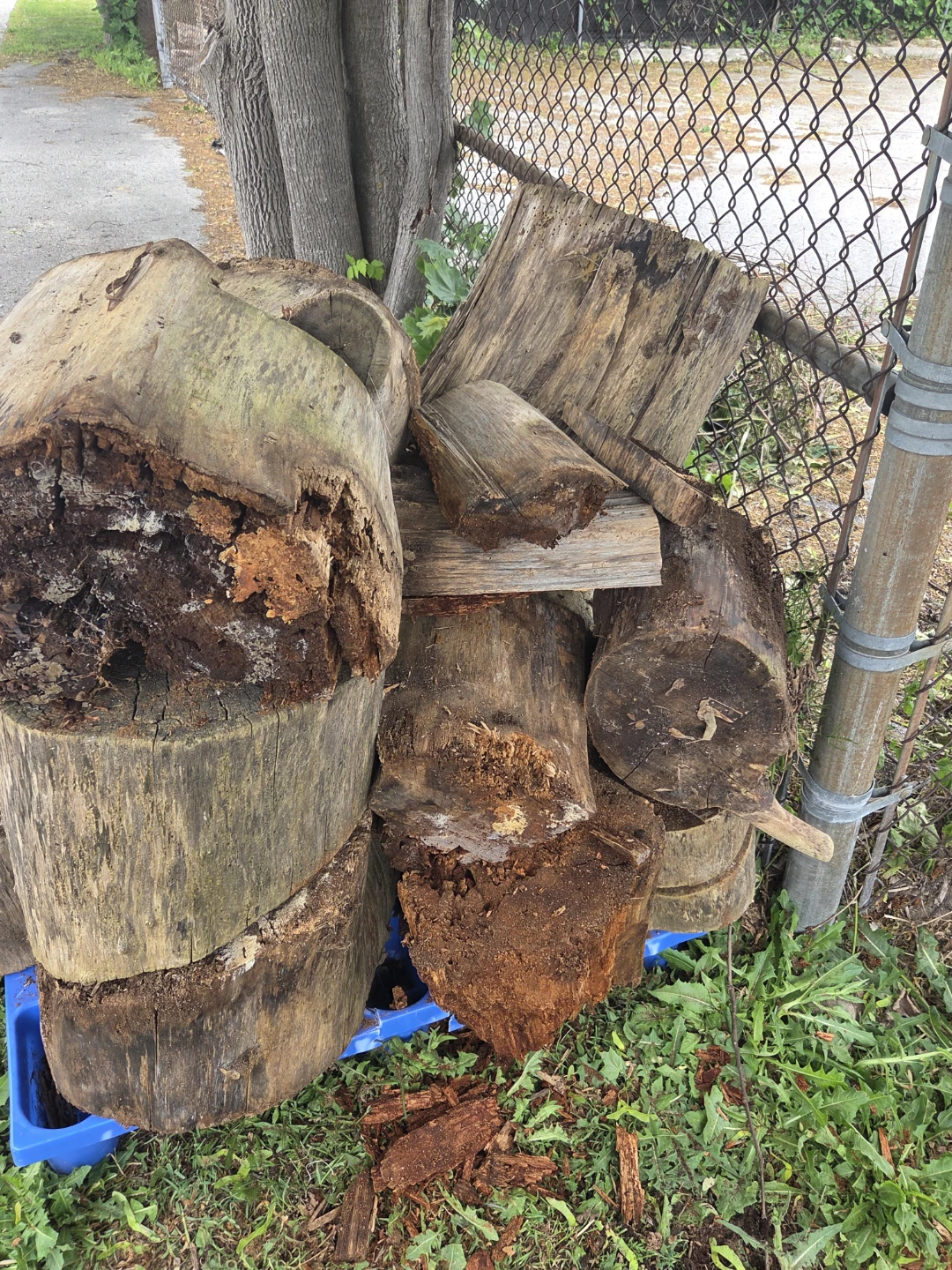 Assorted Firewood Logs , free - photo 2
