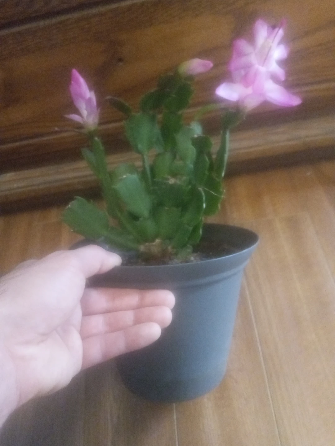 Crab cactus - photo 2