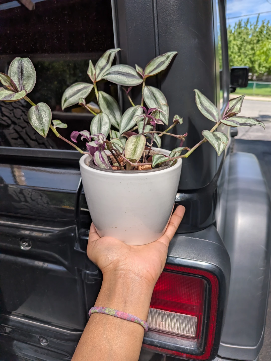 Wandering Jew