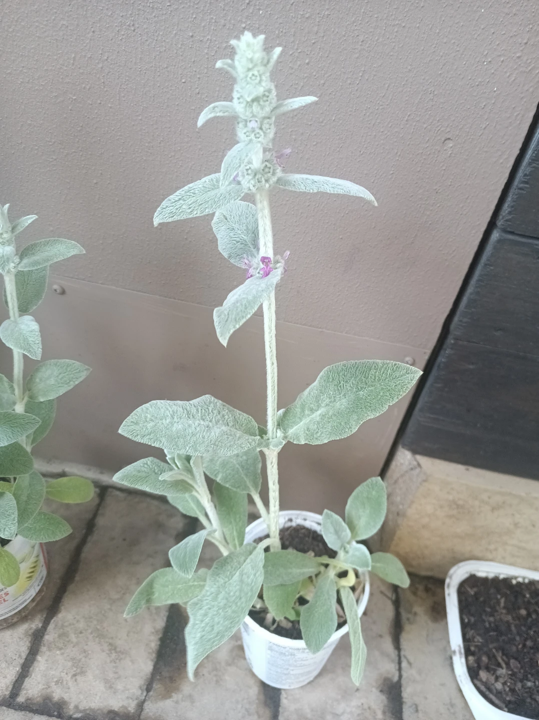 Lamb's ear plant - photo 2