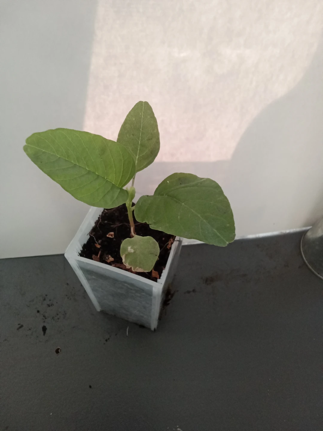 Green leaf amaranth