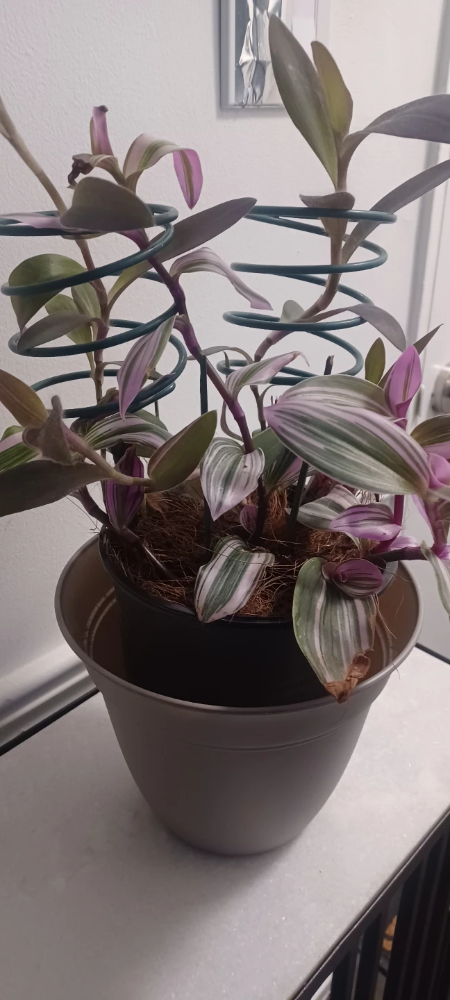 Tradescantia Zebrina Plant