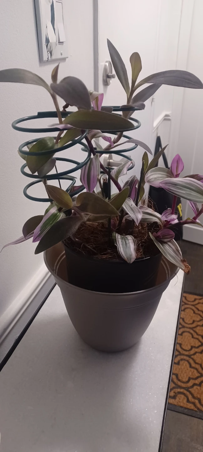 Tradescantia Zebrina Plant - photo 2