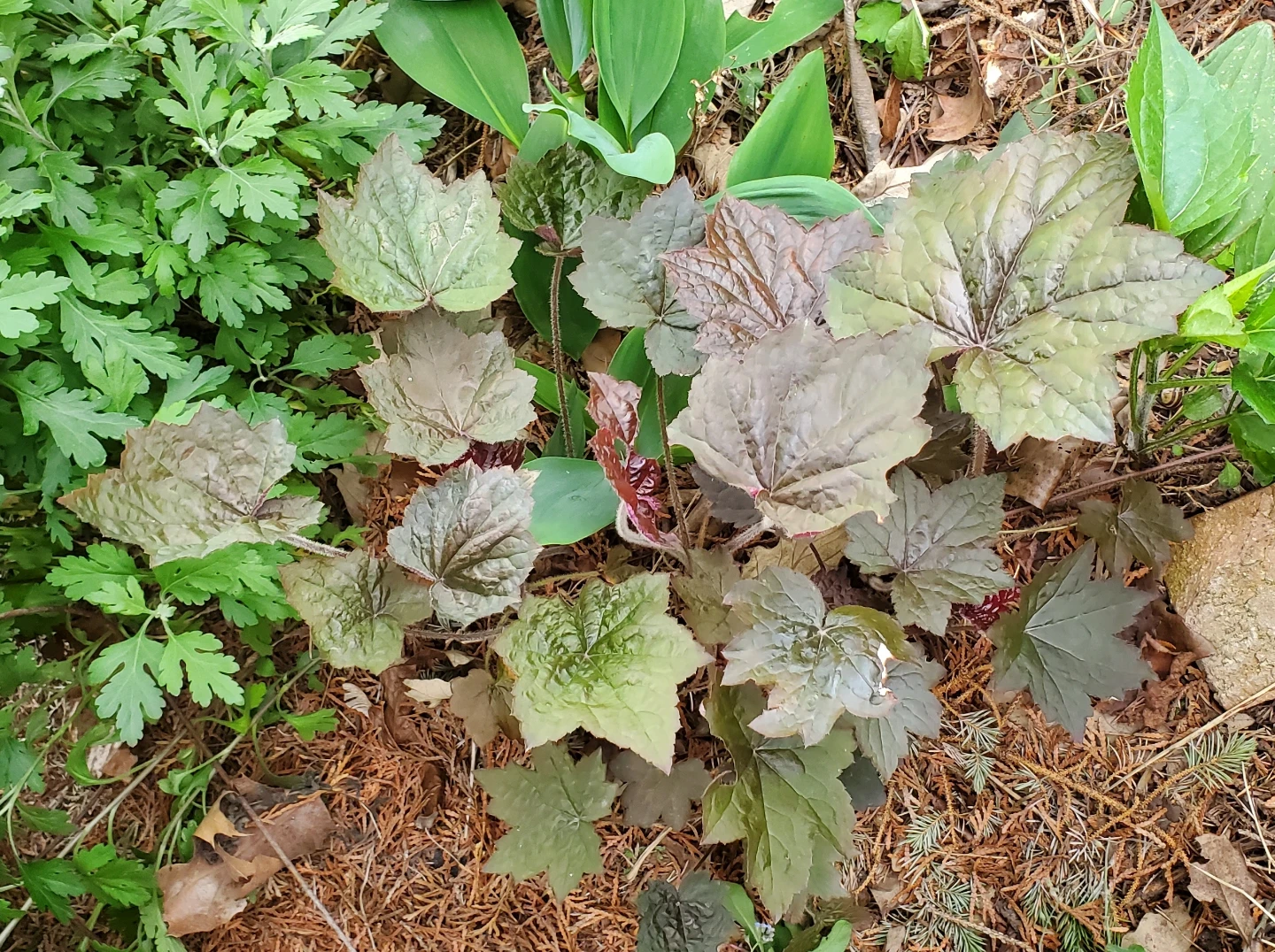 Coral Bells
