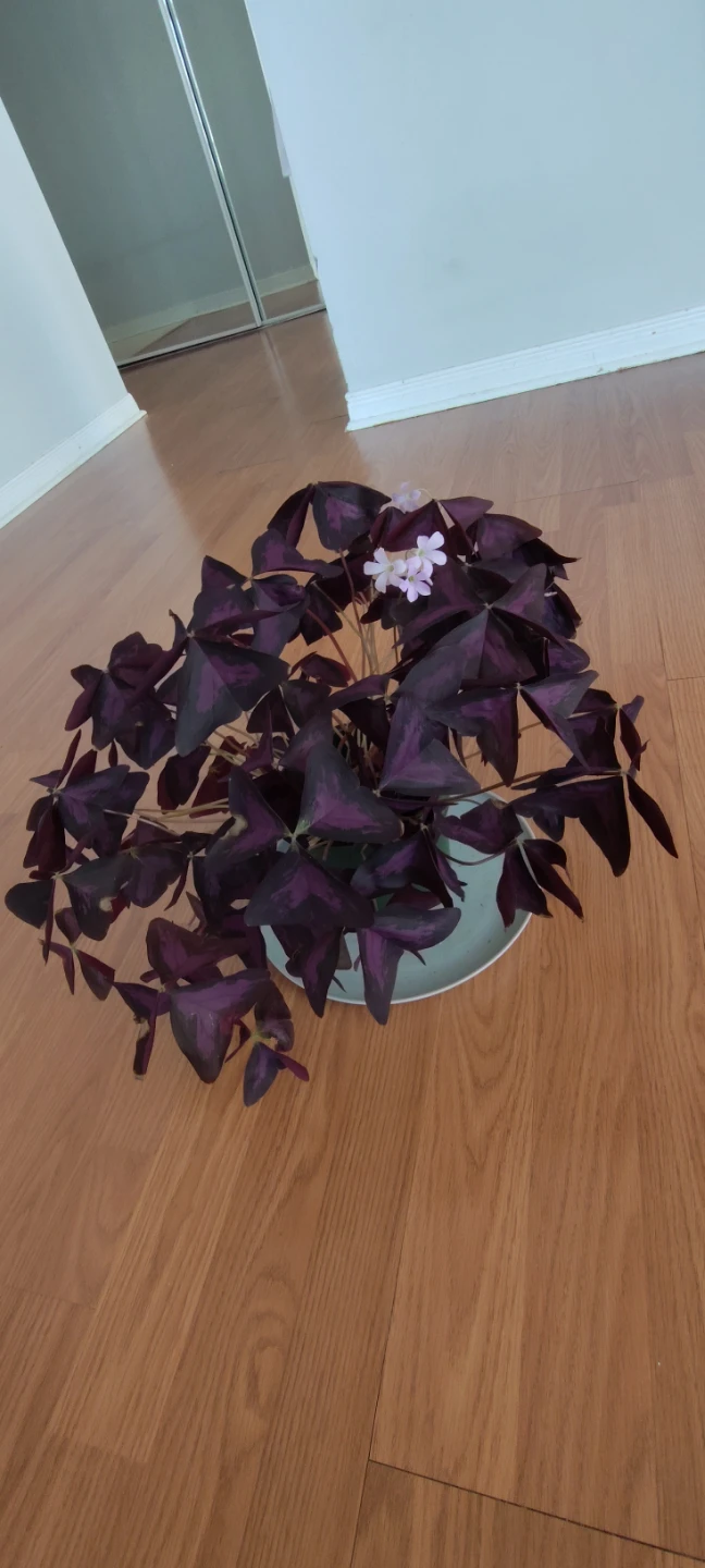 Beautiful Oxalis triangularis plant - photo 2