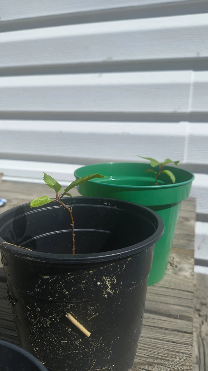 Healthy, Young Ornamental Cherry Trees - photo 2