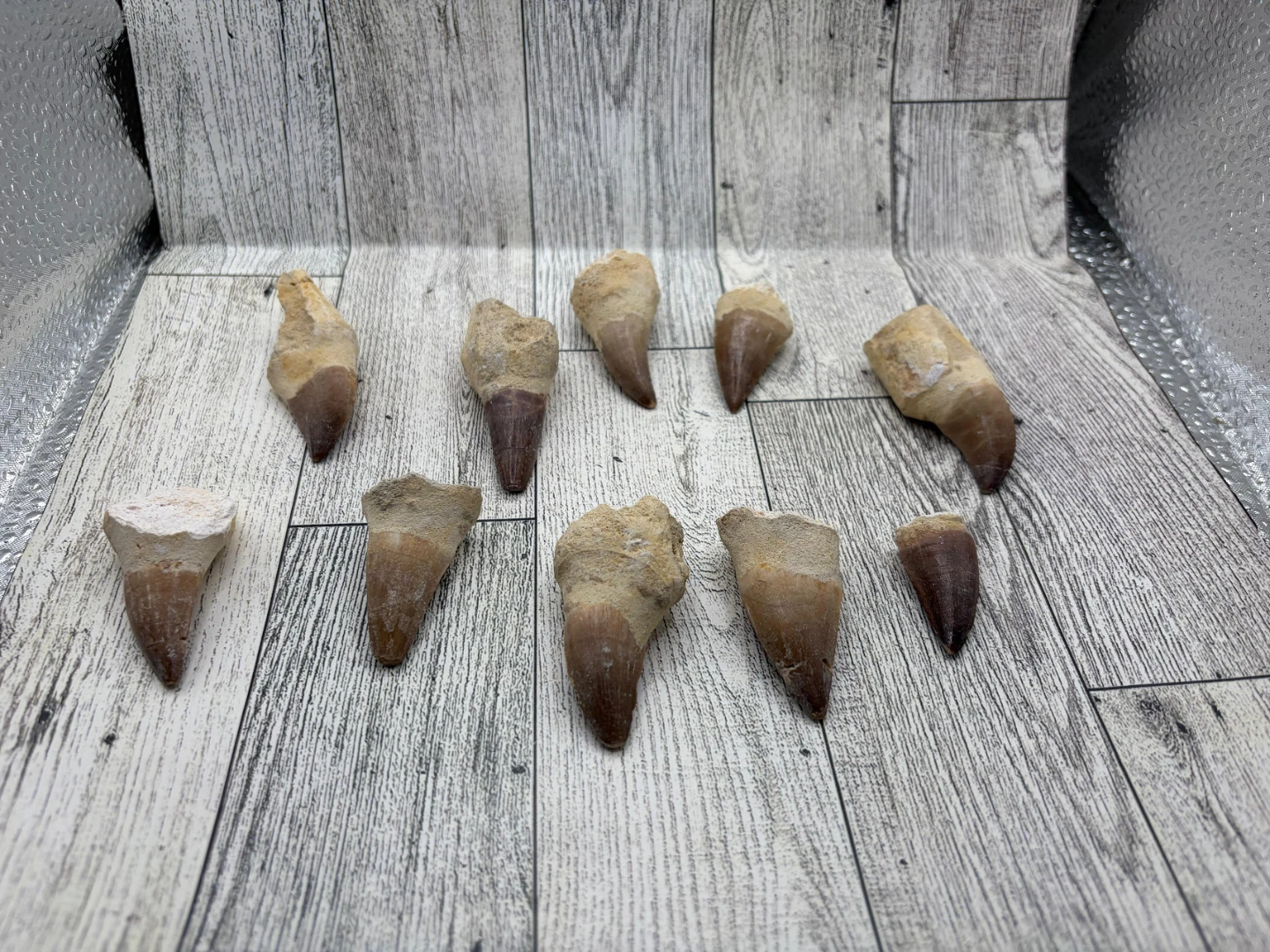 Fossilized Shark Teeth Collection