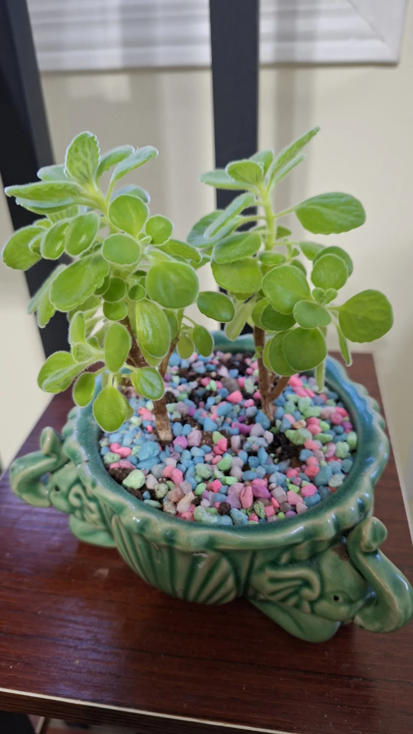 Mexican mint Plants in Ceramic Planter - photo 2