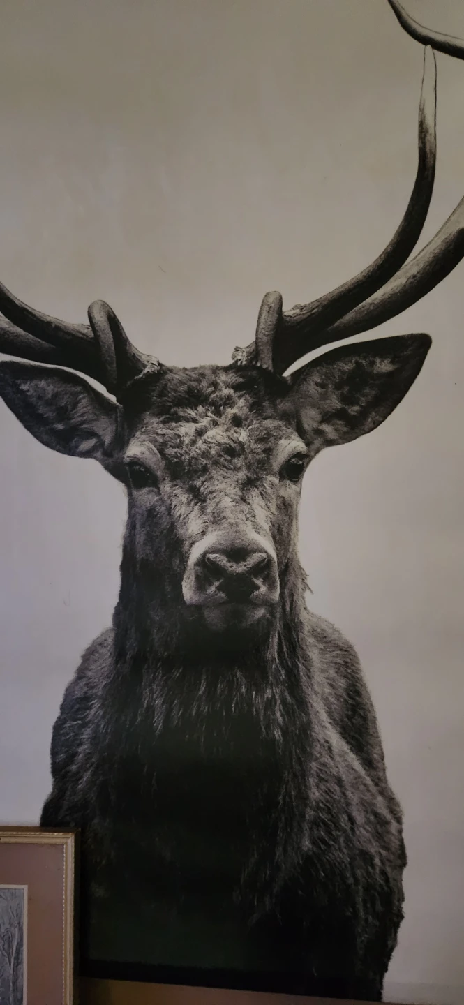 Framed Black and White Deer Portrait⚽️