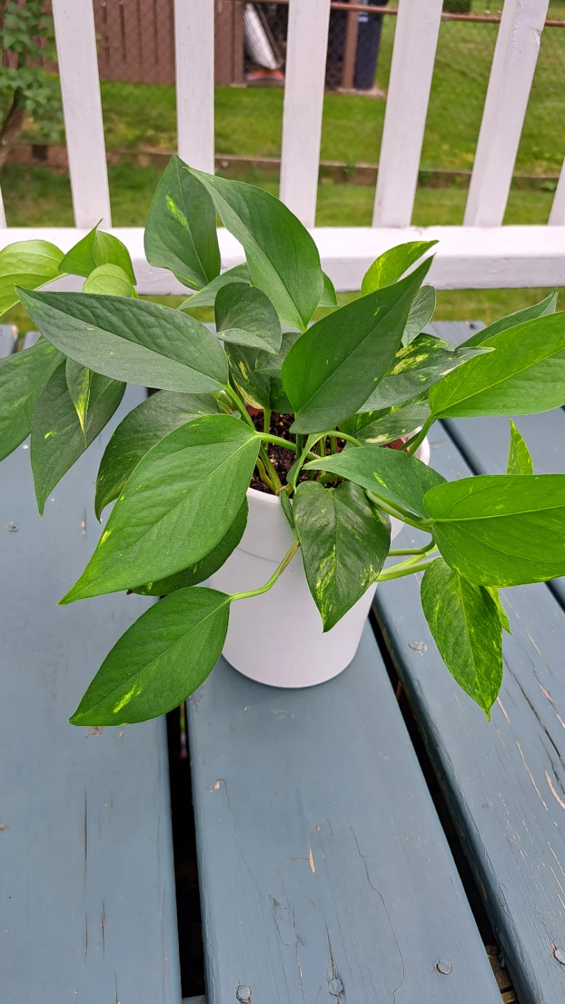 Pothos Plant in White Pot