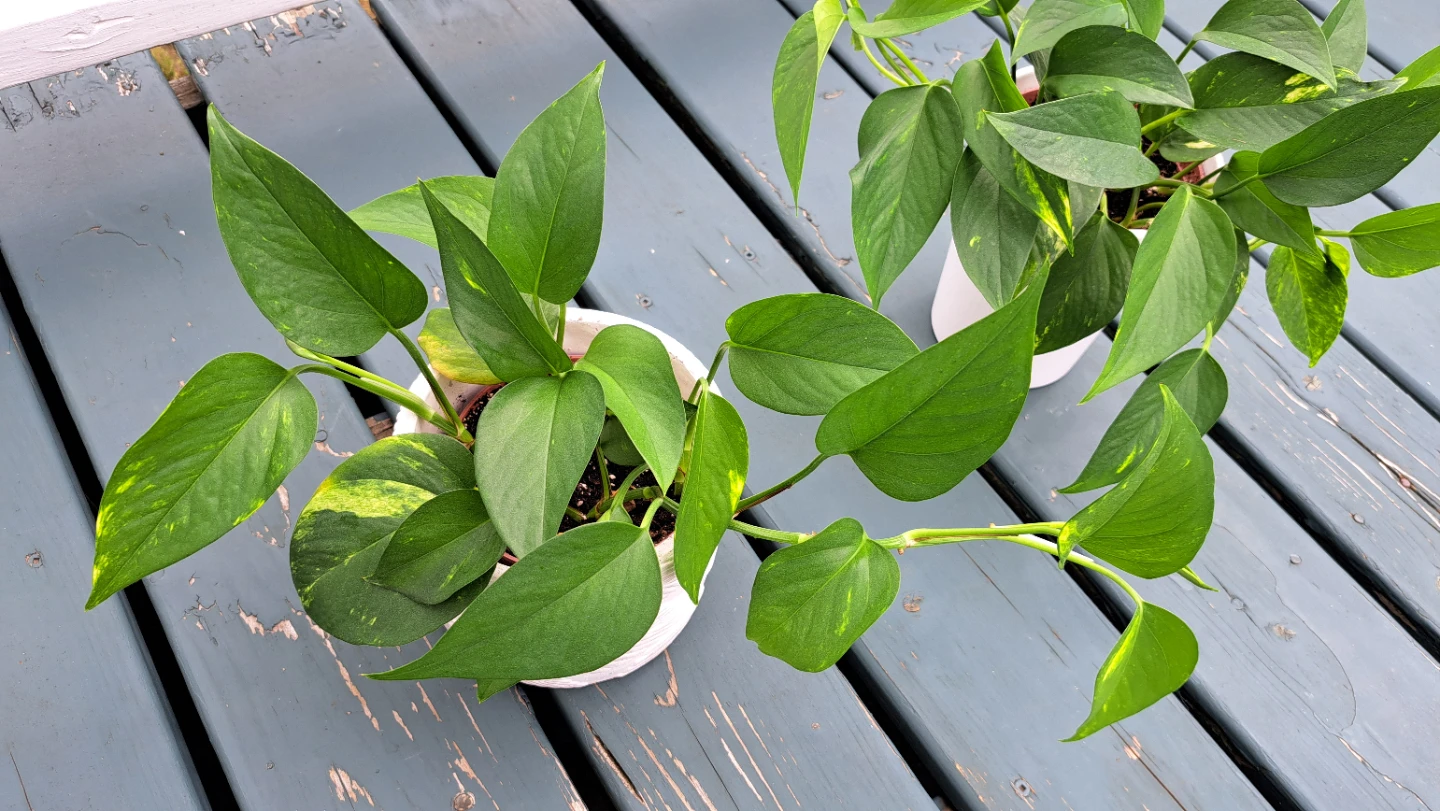 Pothos Plant in White Pot - photo 2