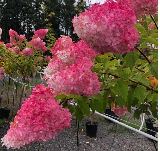 🩷 Special Hydrangeas - photo 2