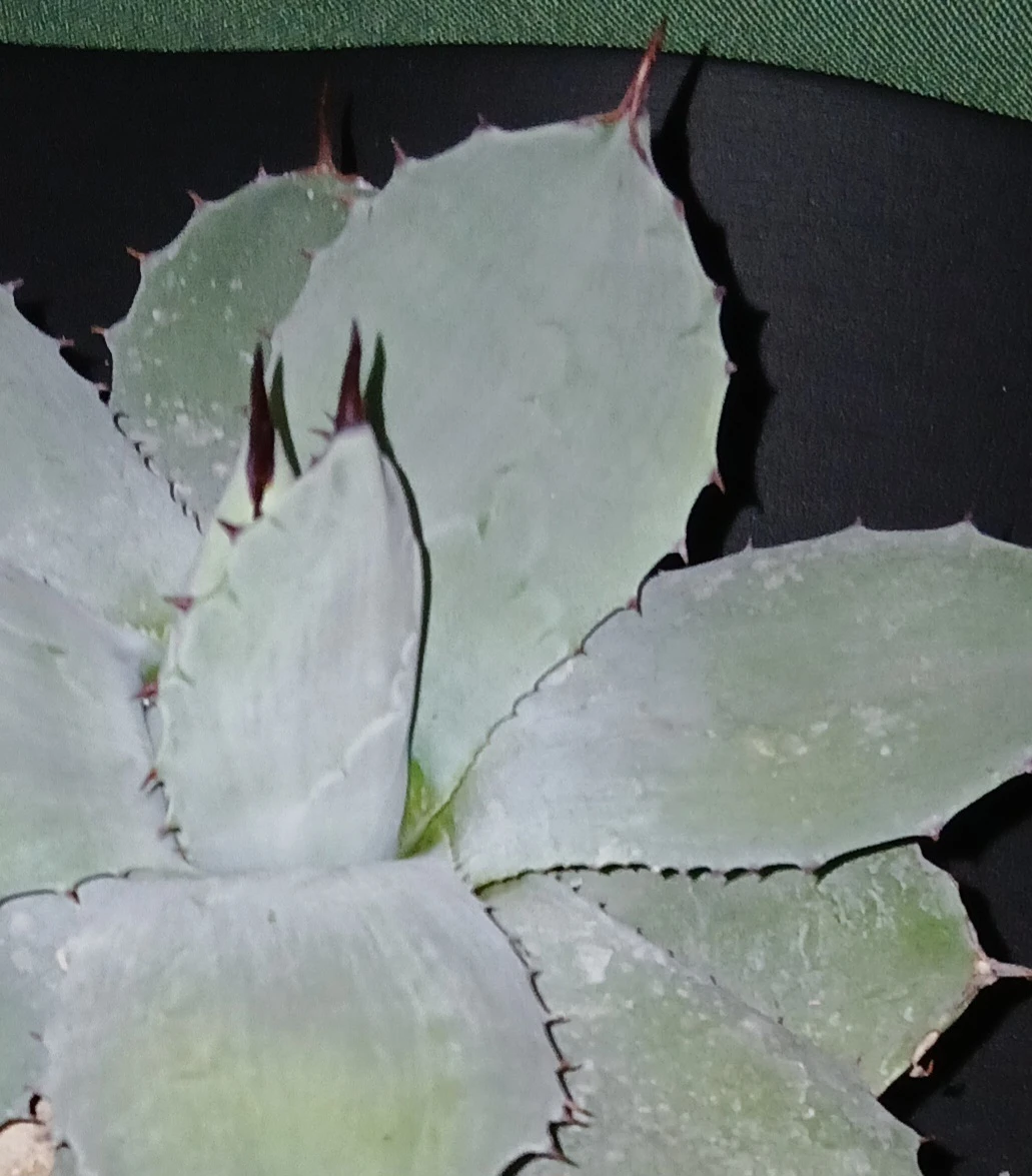 Agave isthmensis (blue ~ gray colour) Plant - photo 3