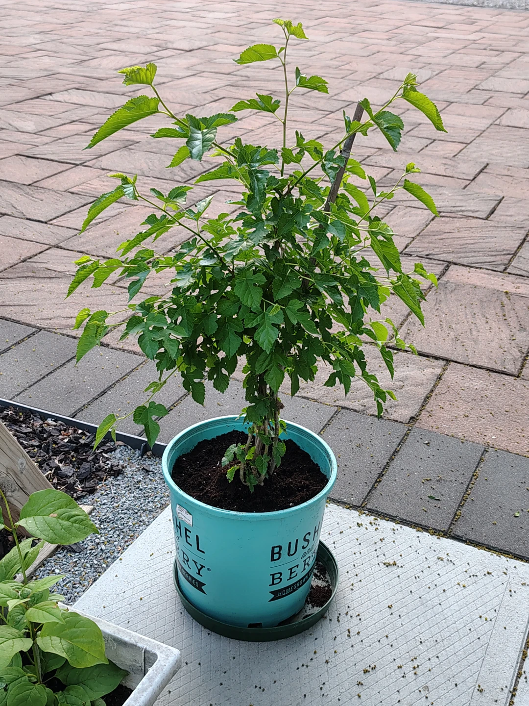 Mulberry Plant in Pot - photo 2