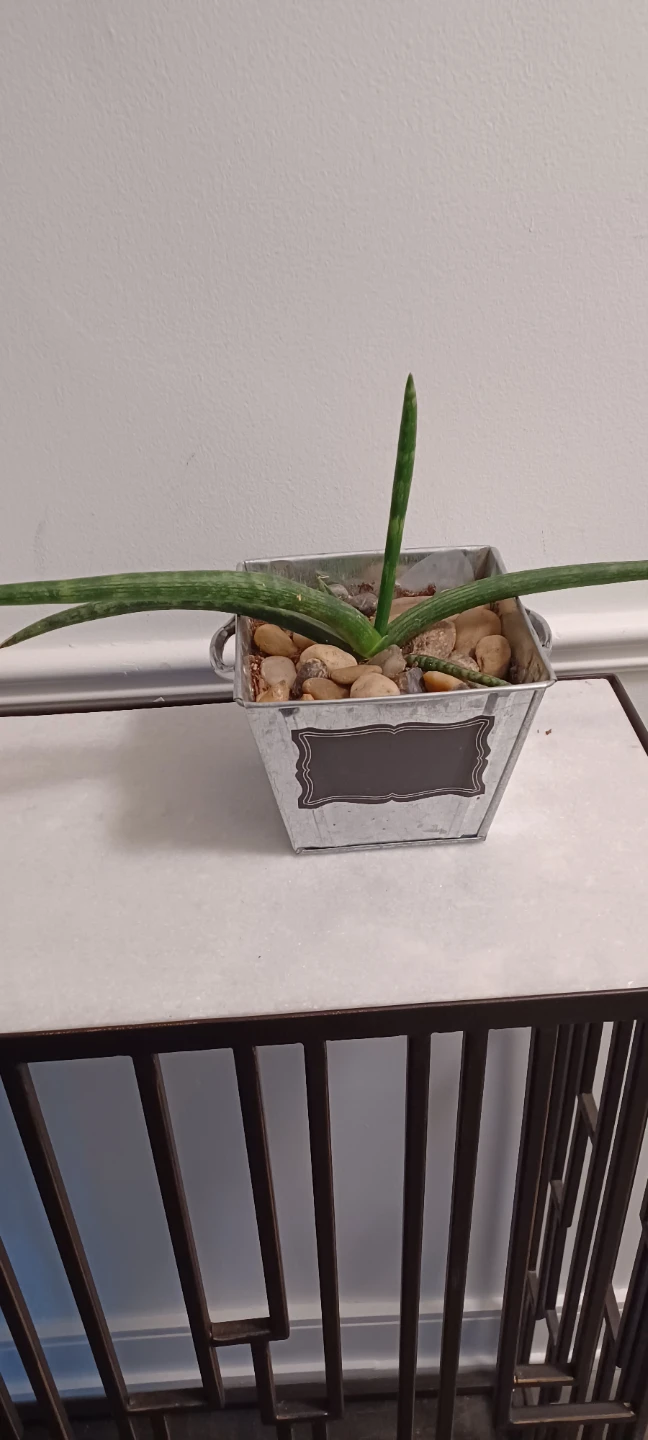 Sansevieria Plant in Galvanized Pot