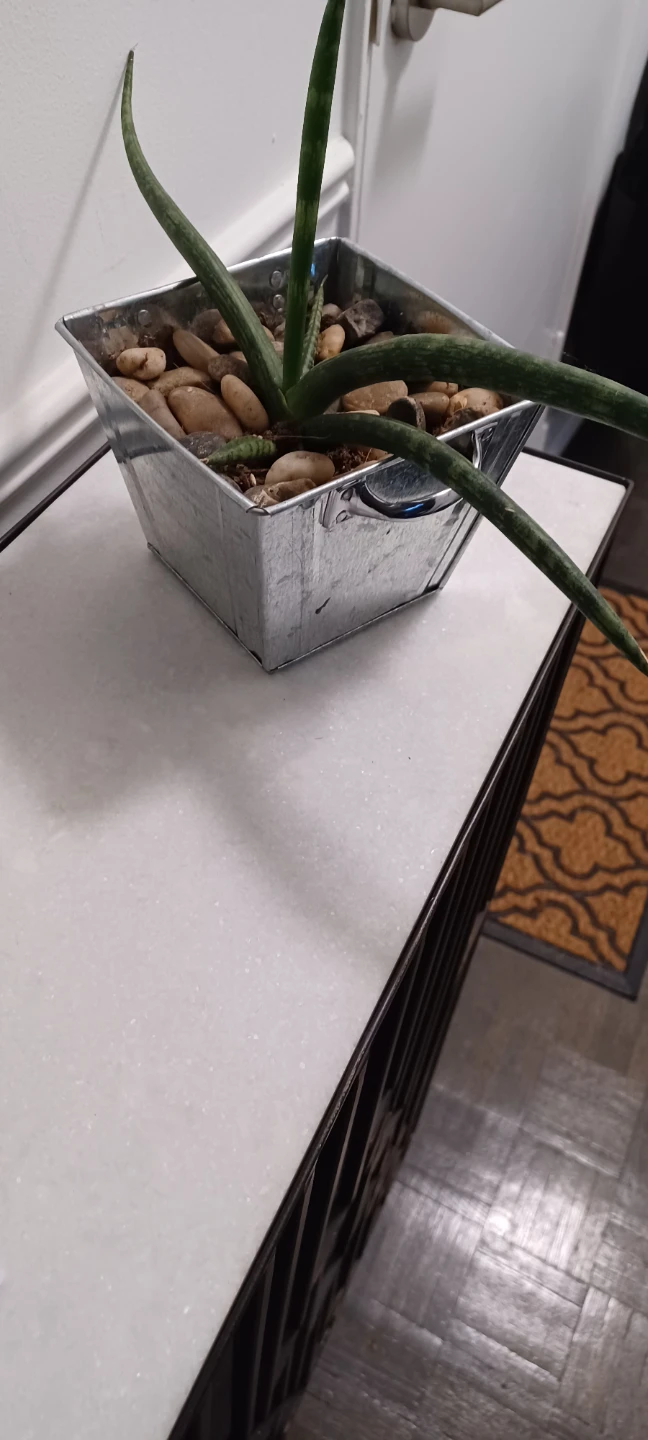 Sansevieria Plant in Galvanized Pot - photo 2