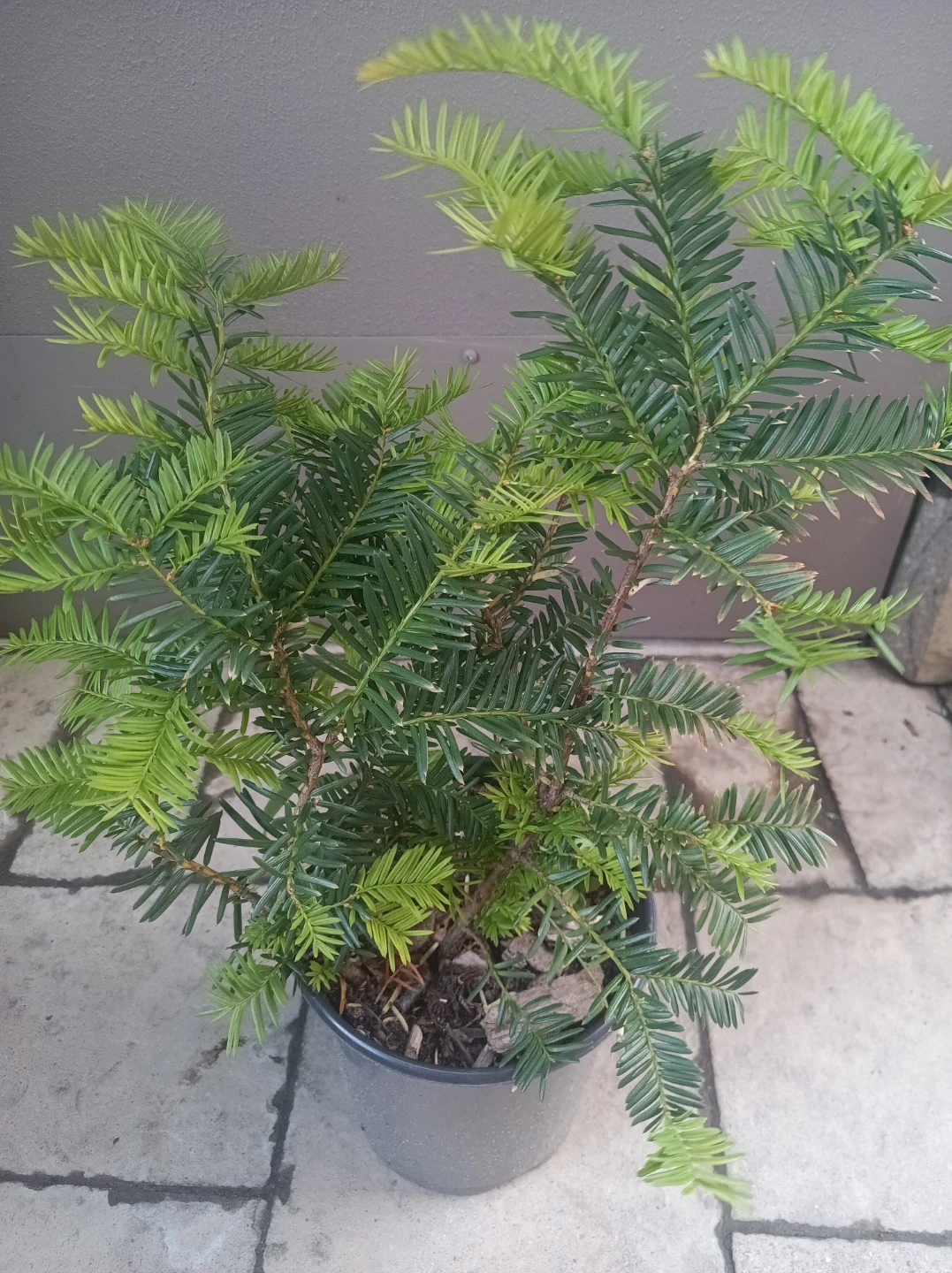 Taxus yew shrub