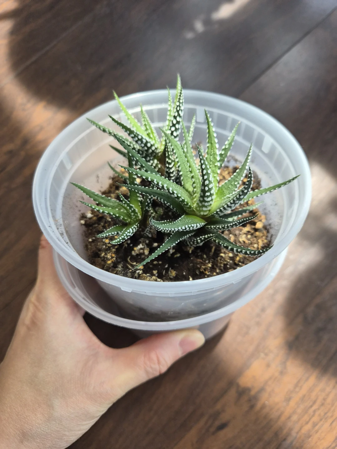 Haworthia Zebra Plant