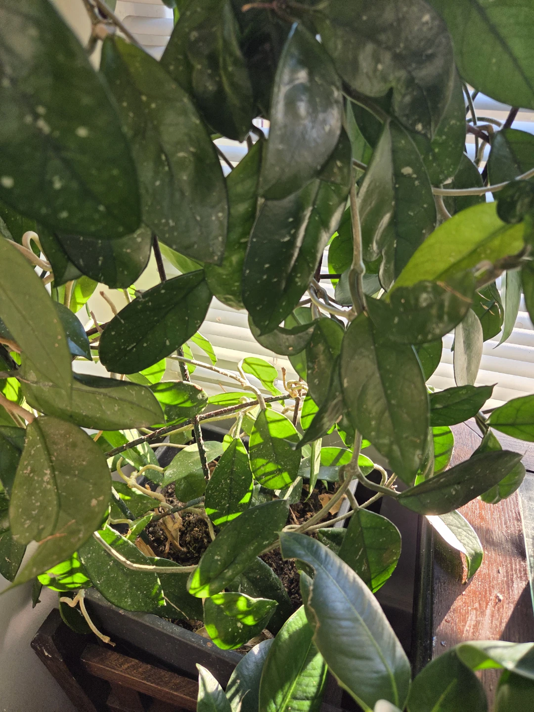 Hoya Carnosa Plant