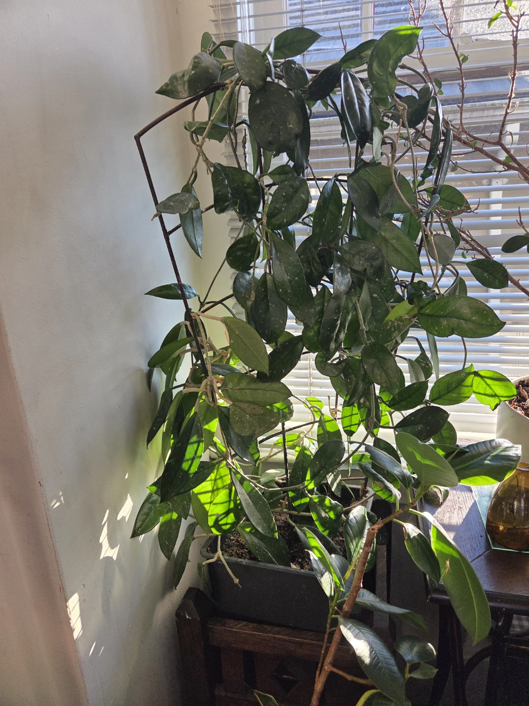 Hoya Carnosa Plant - photo 2