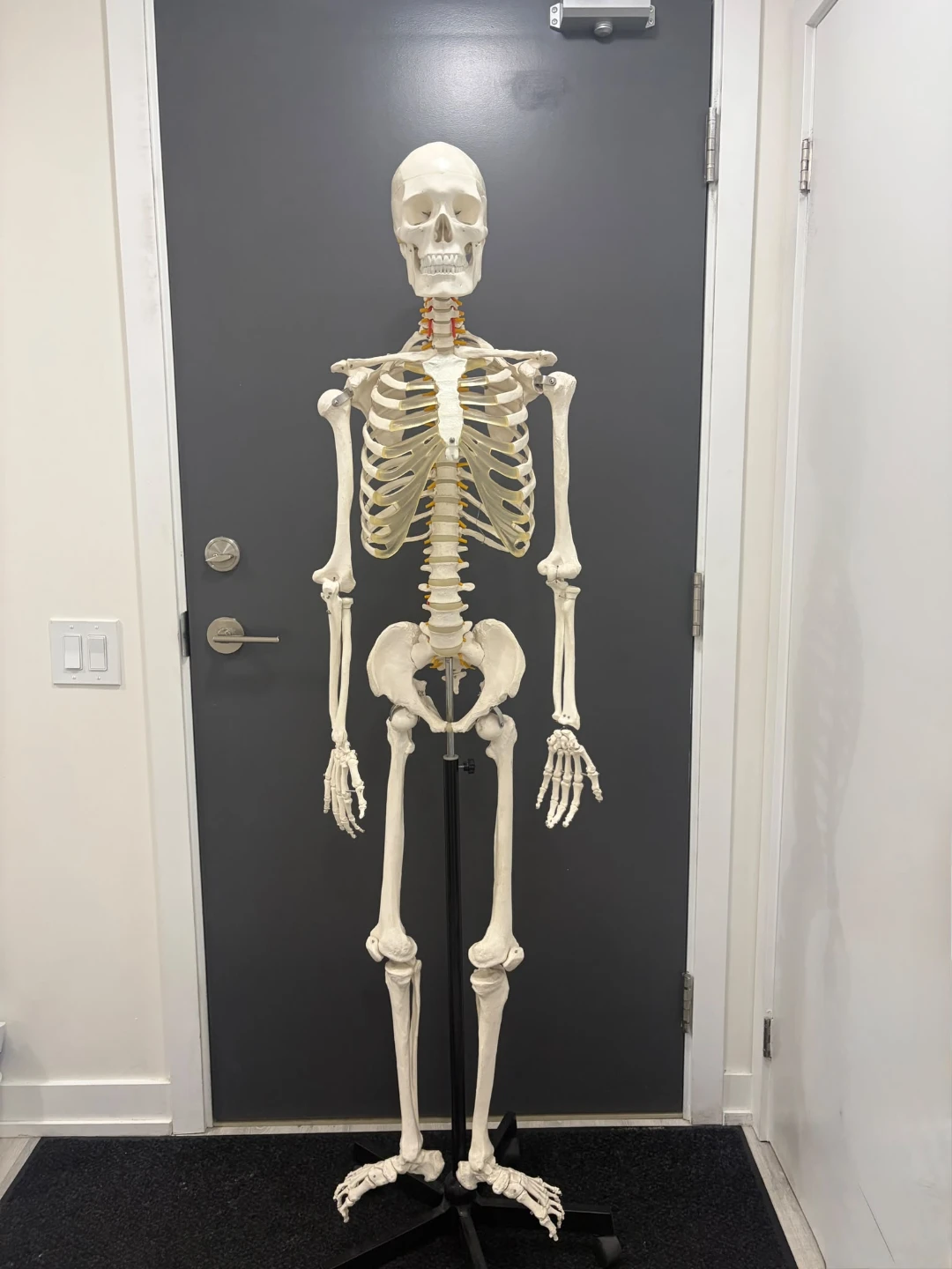 Anatomical Skeleton Model on Stand