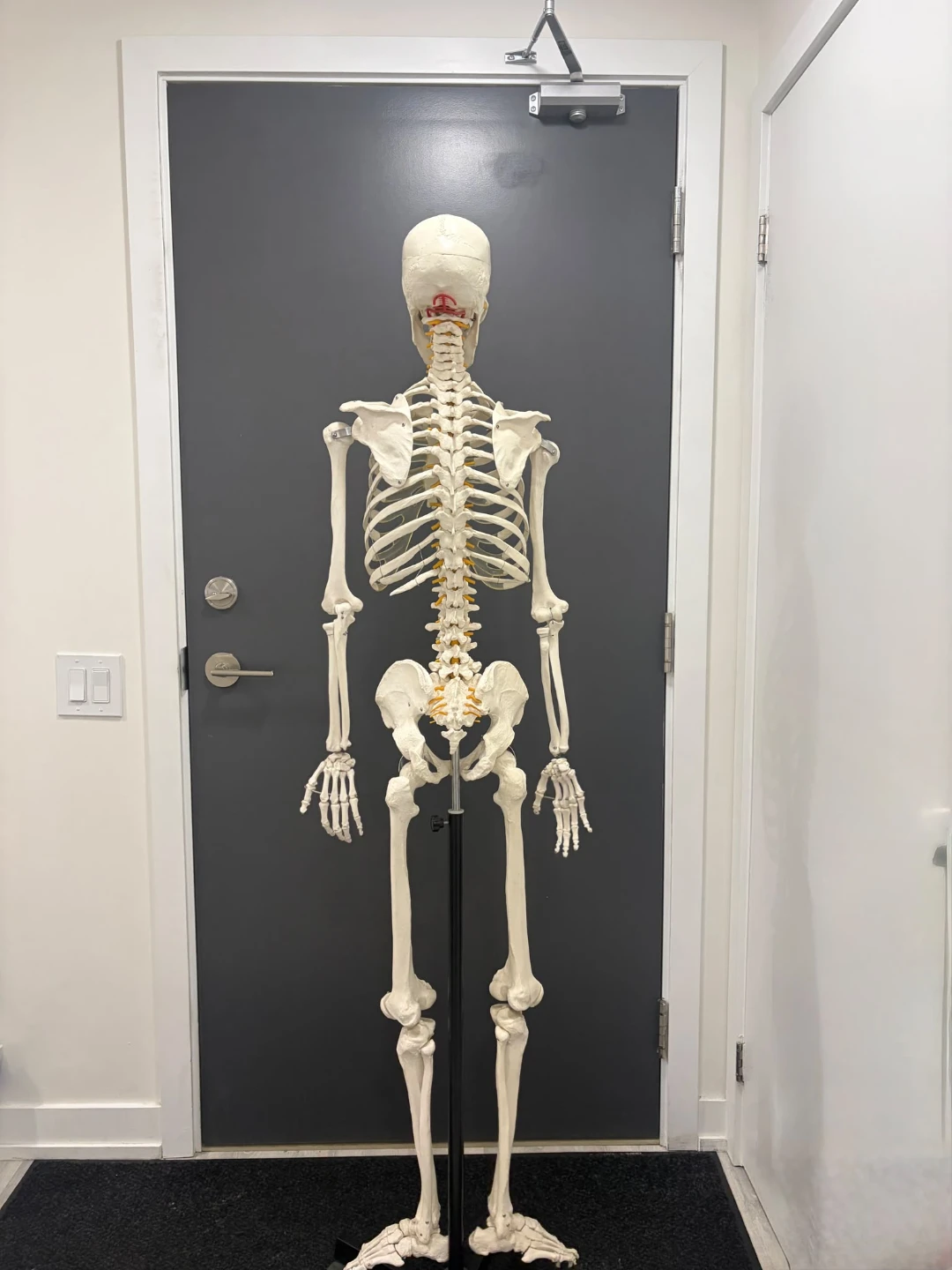 Anatomical Skeleton Model on Stand - photo 2