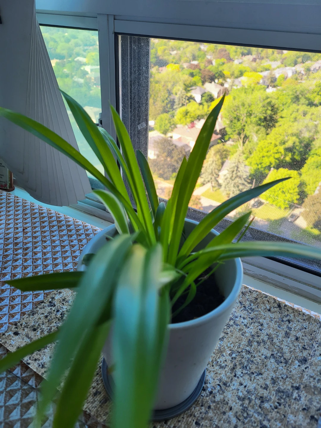 Spider Plant in White Pot