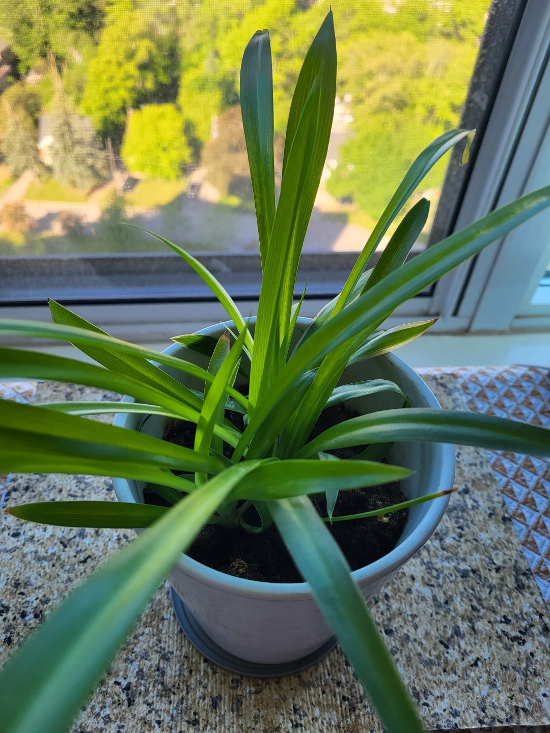 Spider Plant in White Pot - photo 2